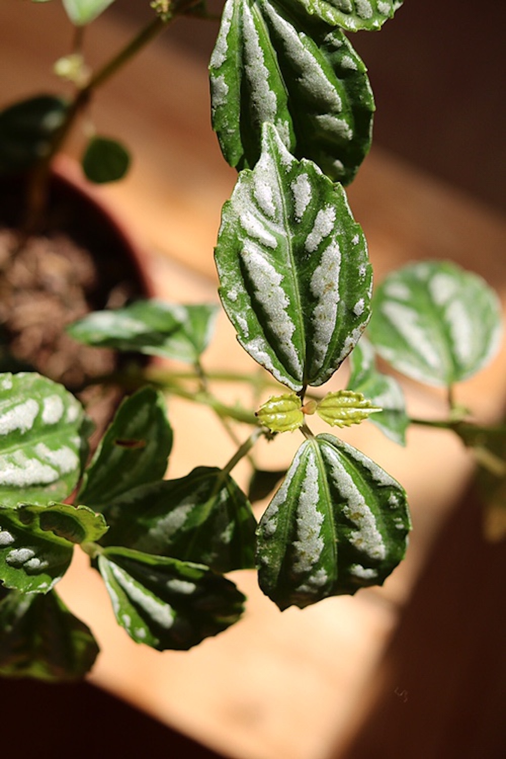 Cây Pilea cadierei Aluminum (Hổ Nhĩ Trắng Aluminum, Mao Đài Trổ Aluminum, Cỏ Gấm)
