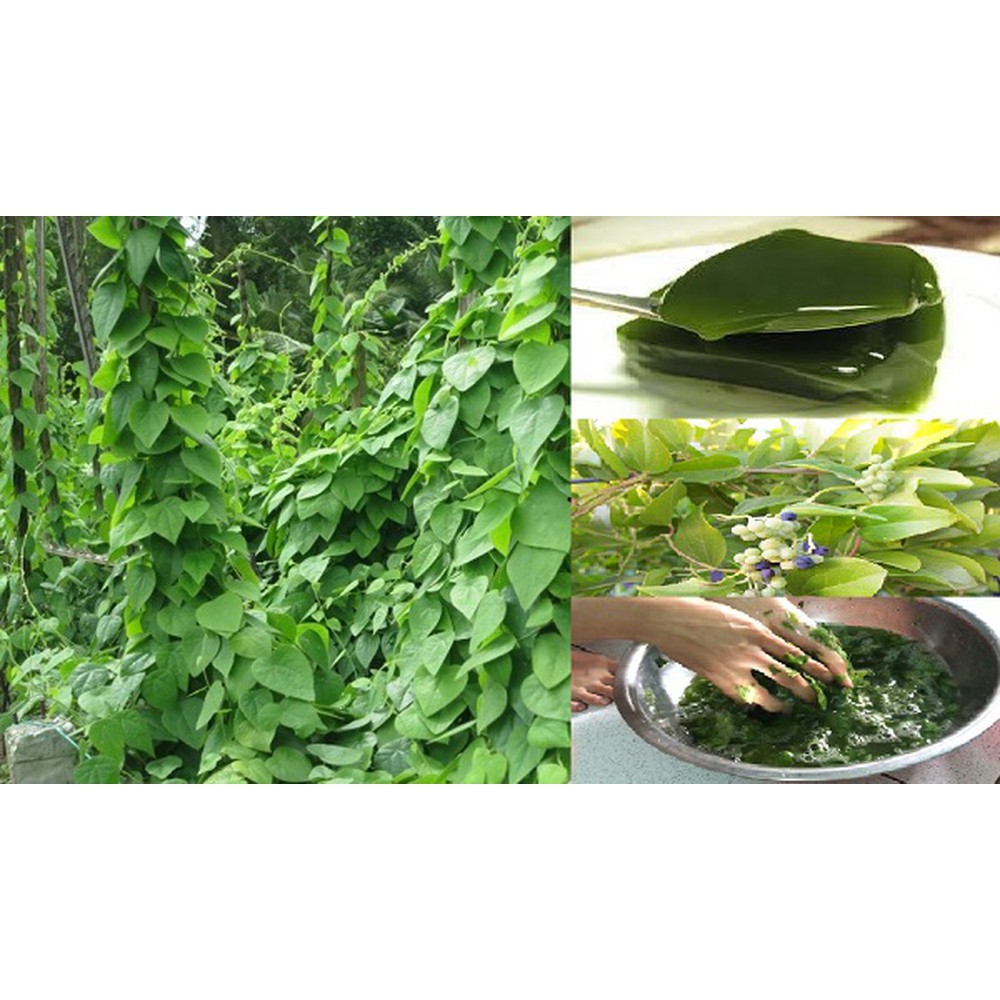 Hạt giống lá sương sâm lông 30 hạt