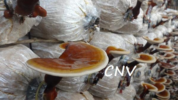 Nấm linh chi đỏ 500g xay bột ( Giống xích chi Việt Nam) CNV