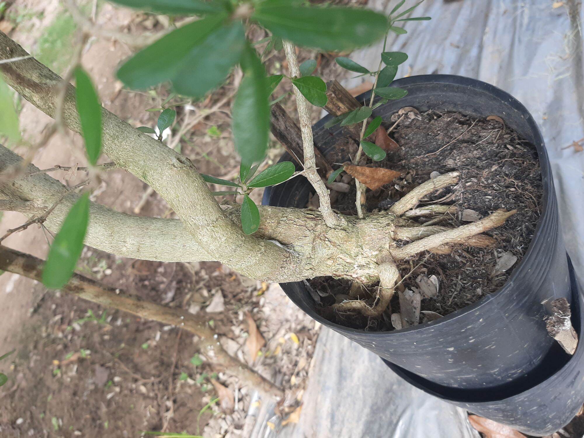 Cây Linh Sam Siêu Bông_hoành từ 15cm đến 20cm_cây bonsai ra hoa thường xuyên, dễ chăm