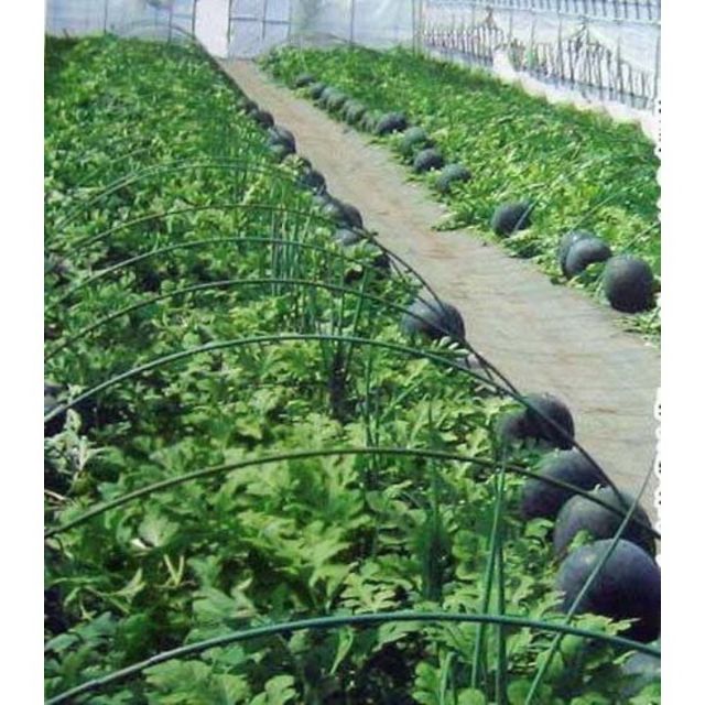 hạt giống dưa hấu đen ruột đỏ 10 hạt