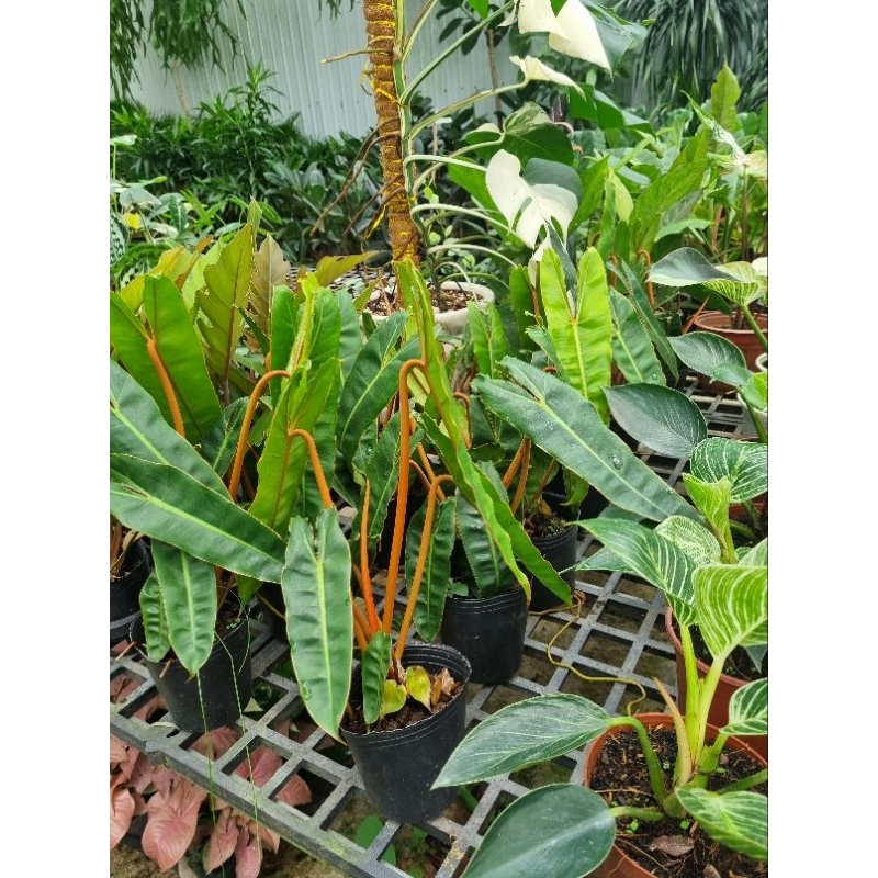 Cây philodendron billietiae - Trầu bà hồng hạc