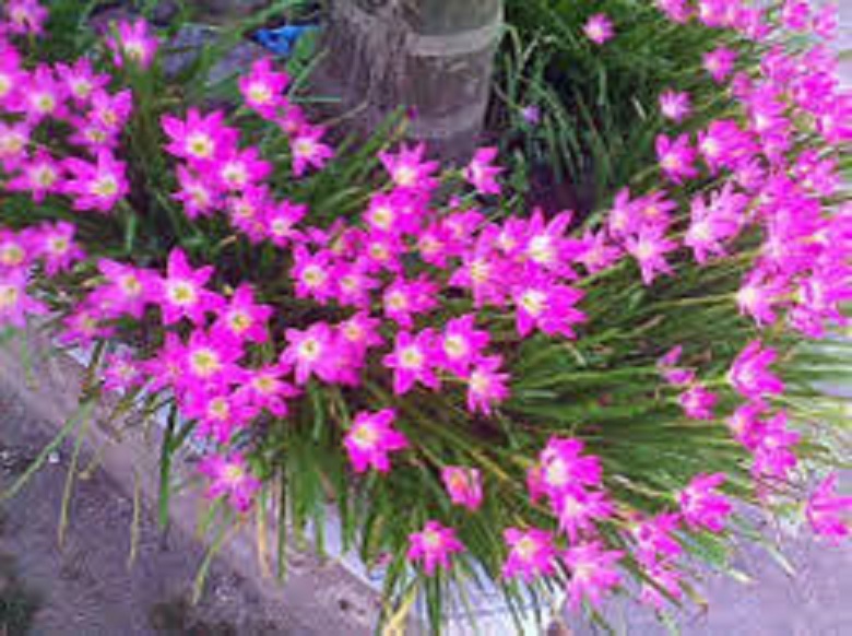 COMBO 10 củ giống HOA HUỆ MƯA (TÓC TIẾN) mix màu - hoa đẹp giá rẻ uh tín chất lượng