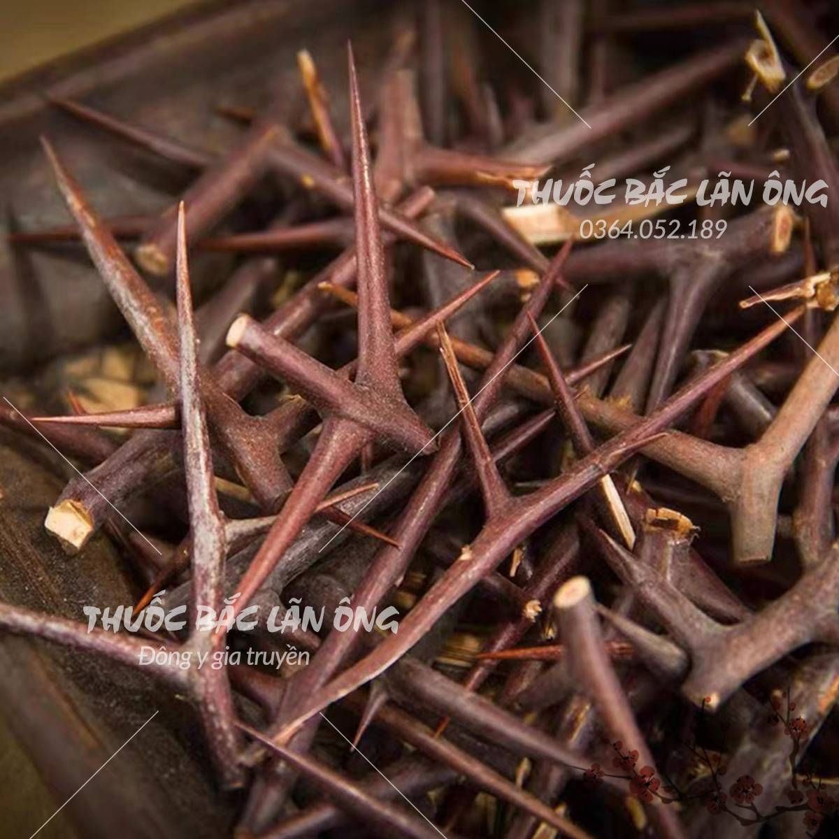 Gai bồ kết khô 500g (Tạo giác thích)