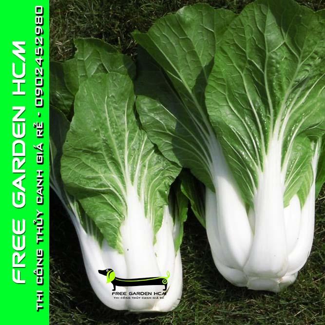 COMBO 1200 HẠT GIỐNG CẢI CHINESE PAK CHOY - KITAZAWA - MỸ