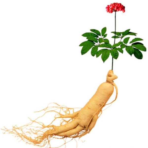 Gói 5 Hạt giống Nhân Sâm Hàn Quốc