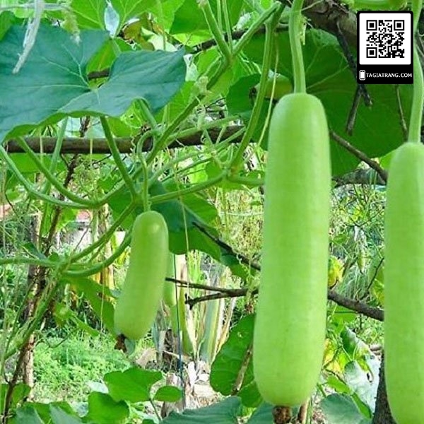 Hạt giống Bầu xị lai - Gói 2g
