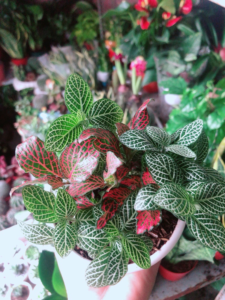 Chậu Cây Cẩm Nhung (lá may mắn)