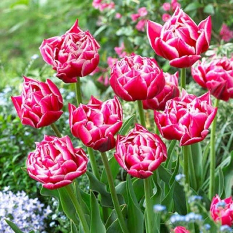 củ hoa tulip combo (10 củ) tặng kèm phân bón