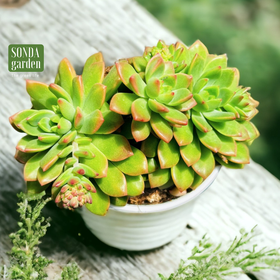 SEN ĐÁ MẶT TRỜI SIZE TRUNG BÌNH KHOẺ ĐẸP LỖI 1 ĐỔI 1