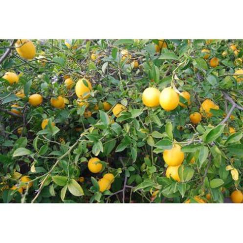 Cây Giống Chanh Vàng Eureka ( cây tốt)