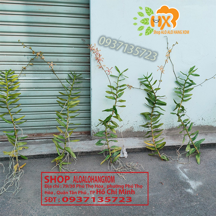 [HCM]CÂY LAN BÒ CẠP RẰN - CÂY CÓ 2 VÒI HOA