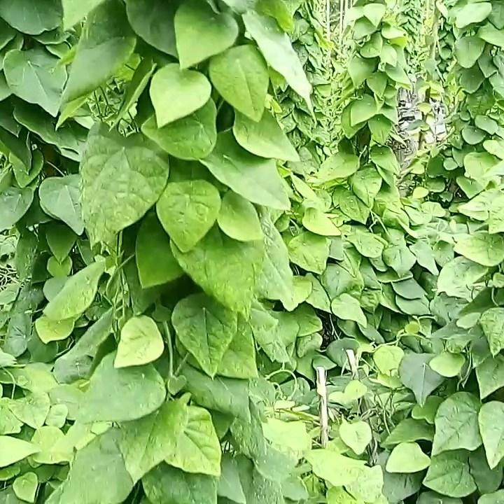 Hạt giống sương sâm
