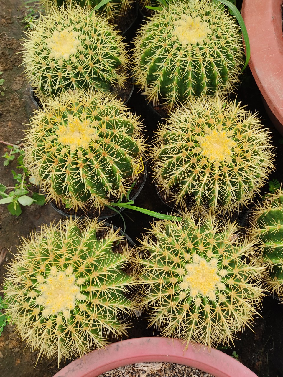 Xương rồng KIM HỔ (nhiều size)
