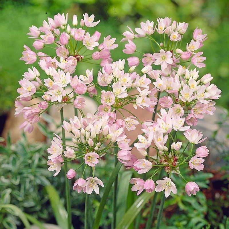 củ hoa alium(1 củ)