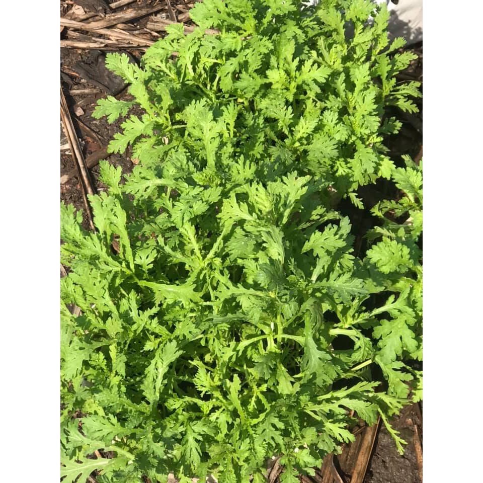 10Gr Hạt Giống Tần Ô Lá Tẻ No2