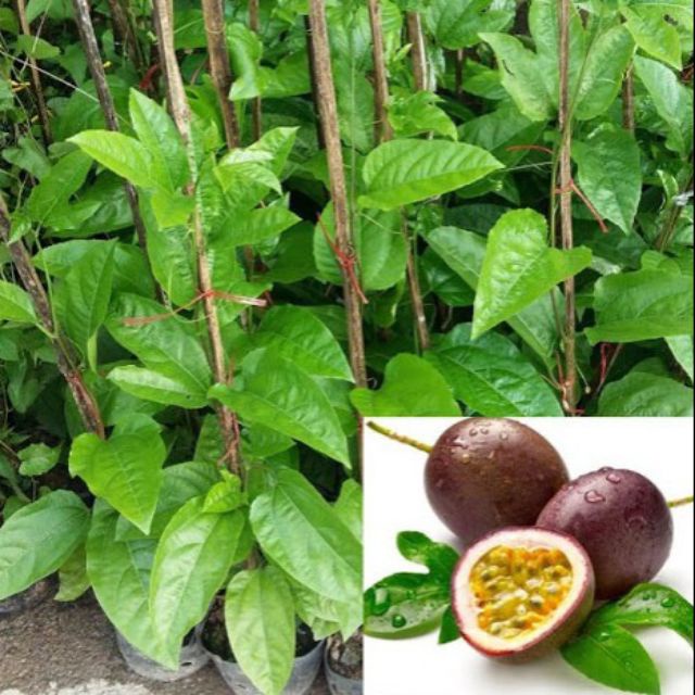 CHANH LEO CHANH DÂY TÍM cây cao (giống siêu sớm 2 tháng cho trái)