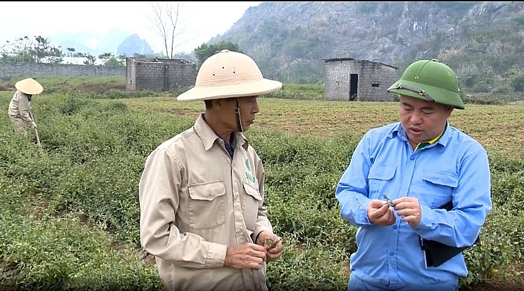 Bột Cà Gai Leo