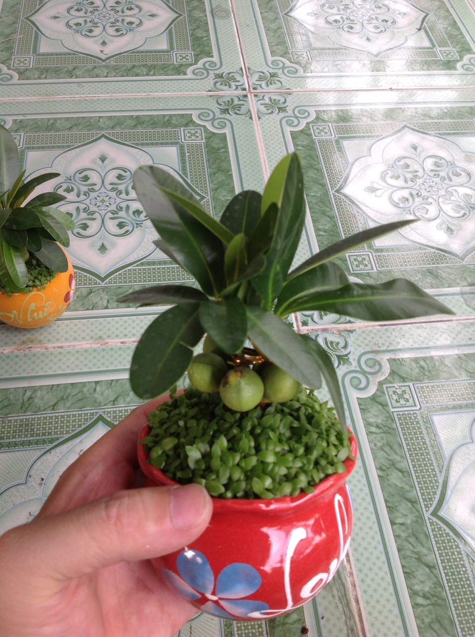 Cây May Mắn - Cây cảnh mini để bàn