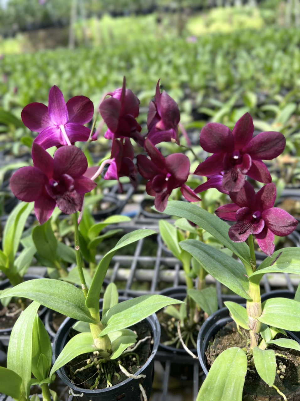 HOA LAN NGỌC TRAI ĐỎ