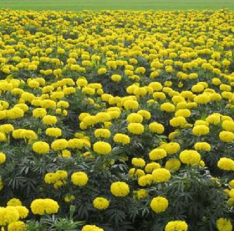 Set of 2 Packages of Marigold Seeds (1 Package of American Marigold + 1 Package of French Marigold) - Vtnt1