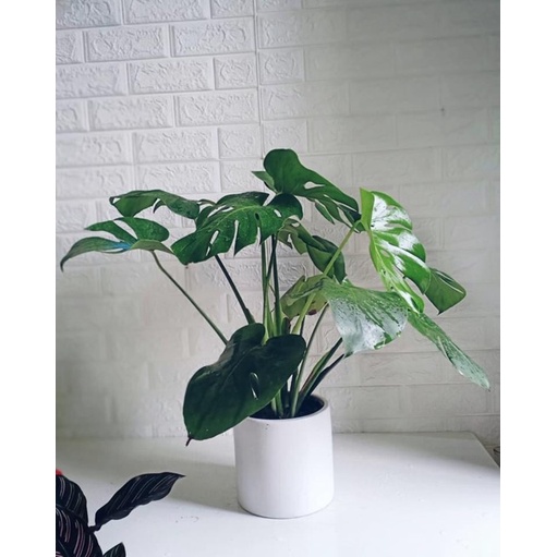 Trầu bà xẻ Montera chậu 3 cây