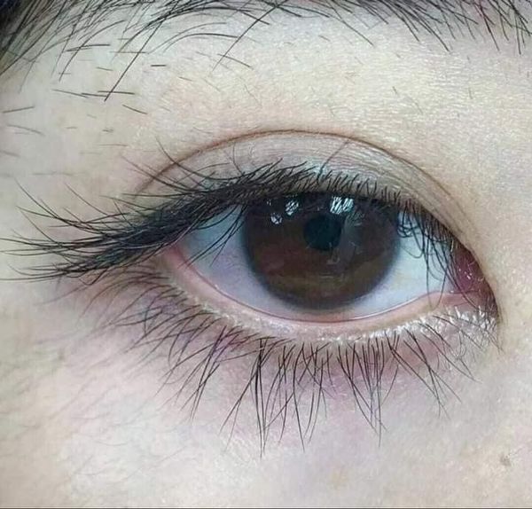 CHUỐT MI DẦU DỪA BẾN TRE