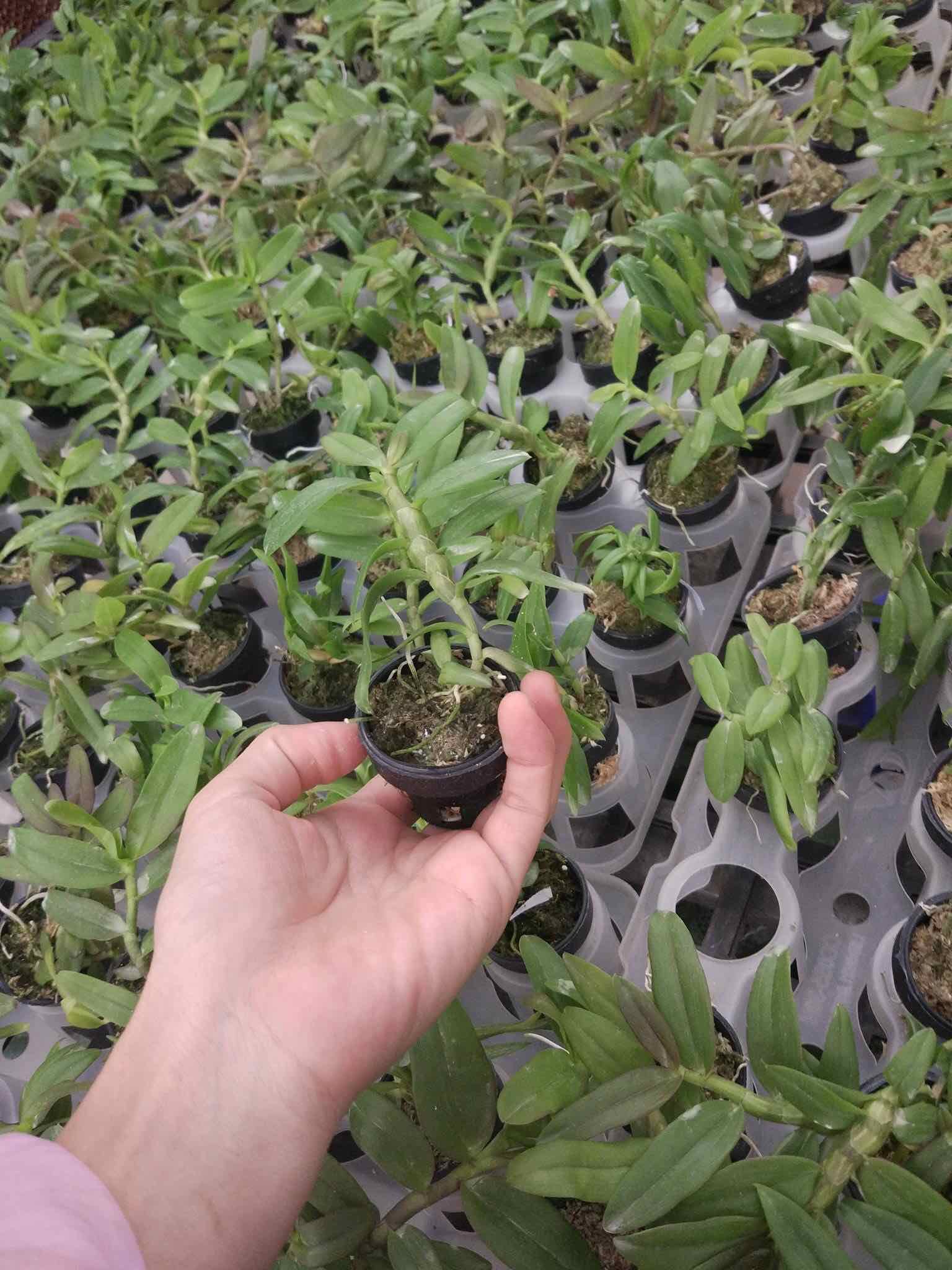 lan phi điệp 5 ct thái lan cây 7cm