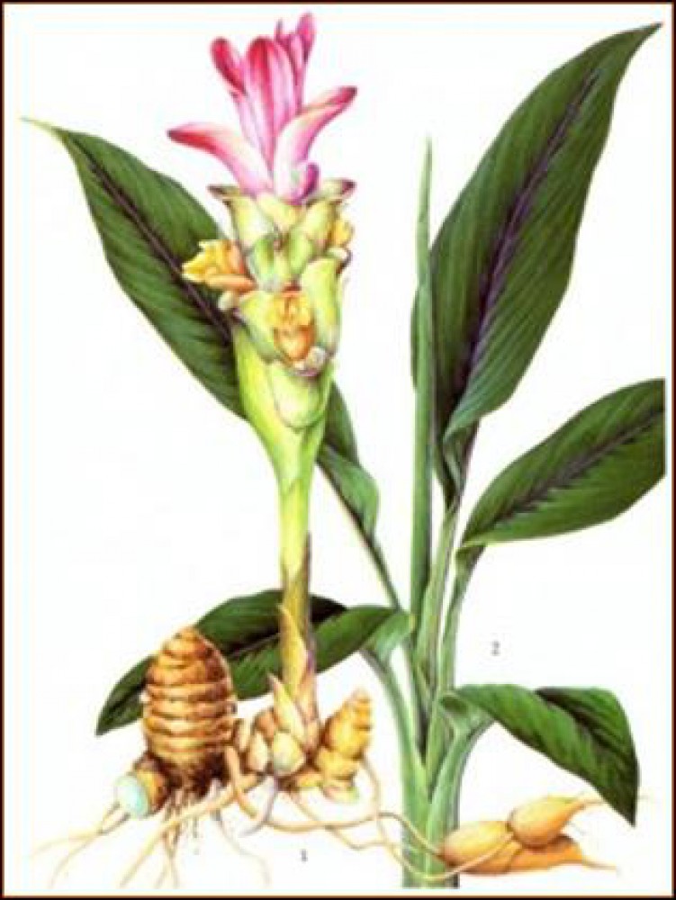 Củ Nghệ Tươi 500g
