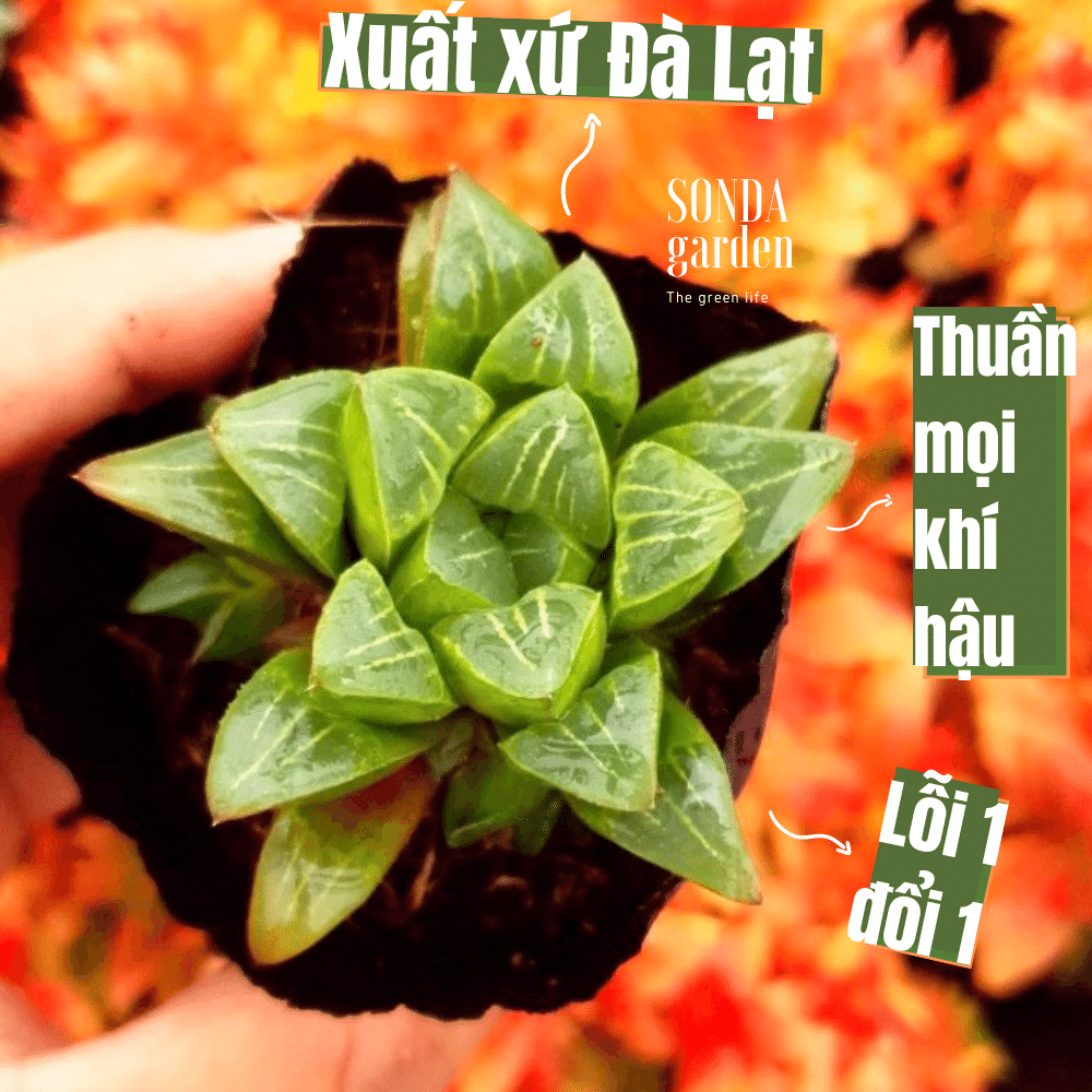 Sen đá guốc haworthia size bé siêu khỏe đẹp lỗi 1 đổi 1