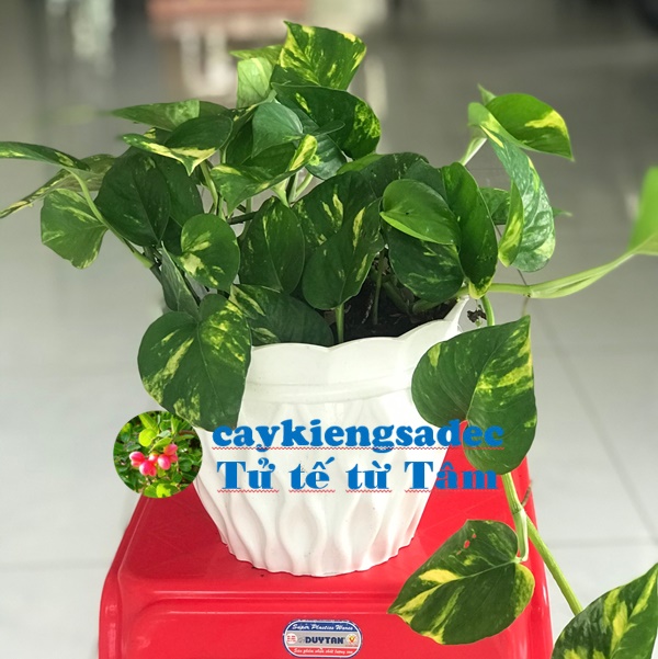 caykiengsadec - Cây Trầu bà xanh chậu y hình + tặng phân bón cho cây mau lớn - hoa kiểng lá - trang trí nội thất cảnh quan sân vườn ngoài trời