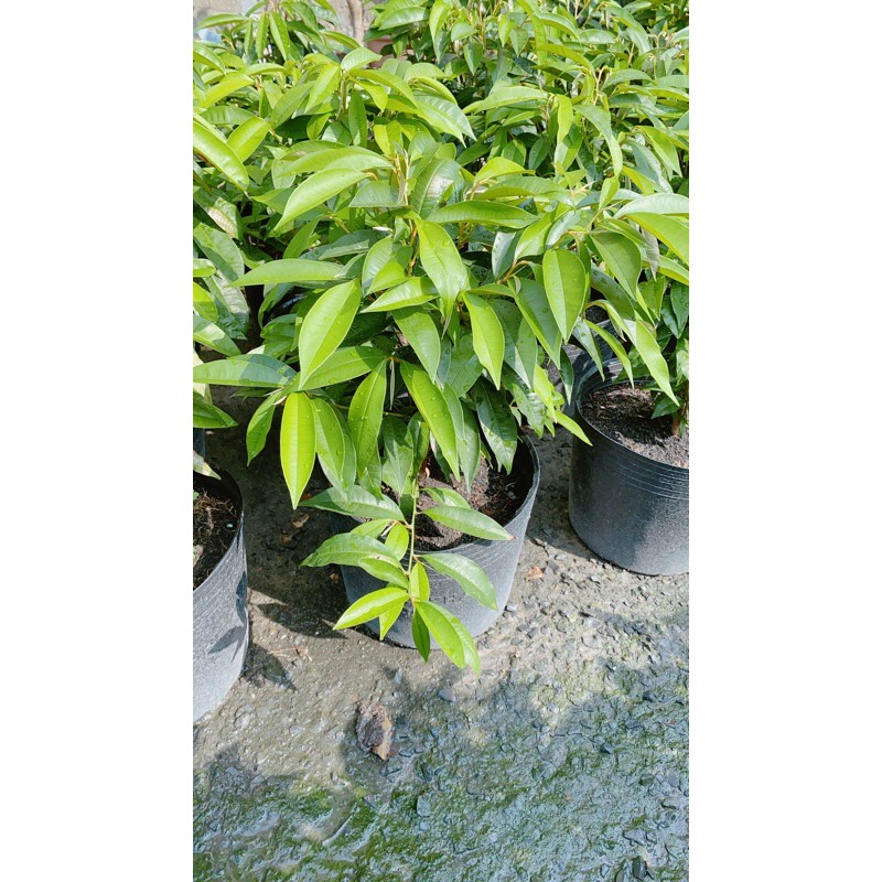 [HCM]Cây Vú Sữa