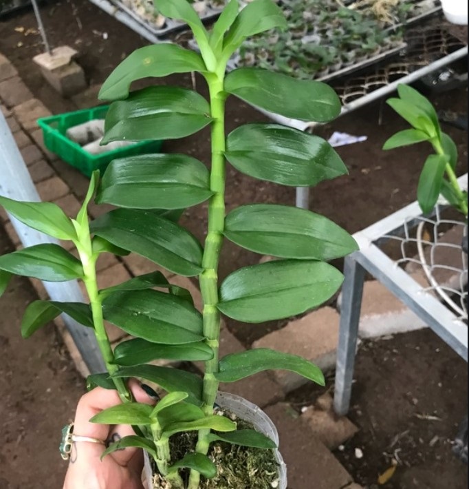 phong lan phi điệp thái nguyên