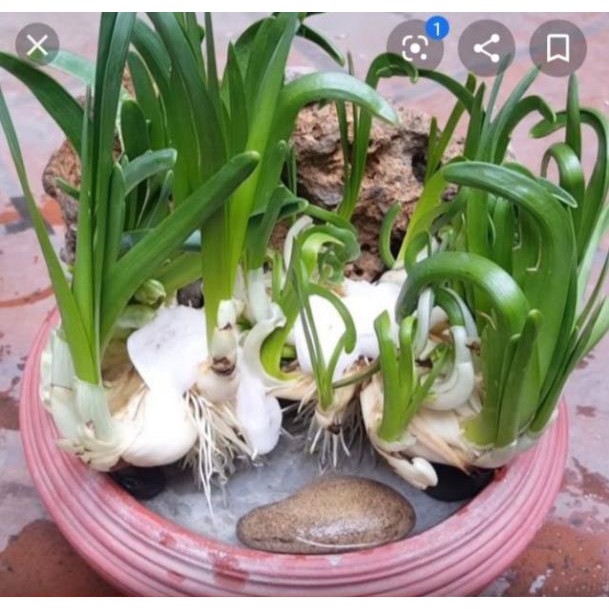[Xả - Cắt Lỗ ] Hoa Thủy Tiên