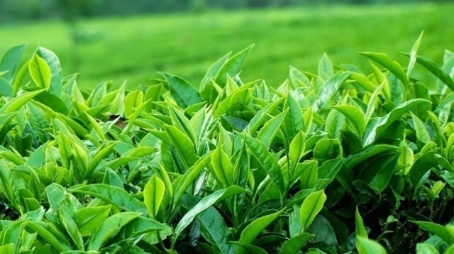 100G Trà Xanh Gạo Lứt Rang ( Trà Gạo Rang)