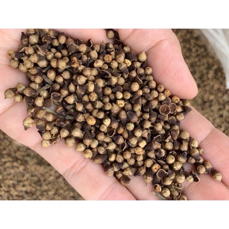 Nụ vối sao khô thơm sạch 1kg