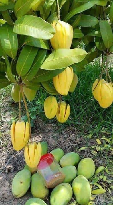 Cây xoài tứ quý