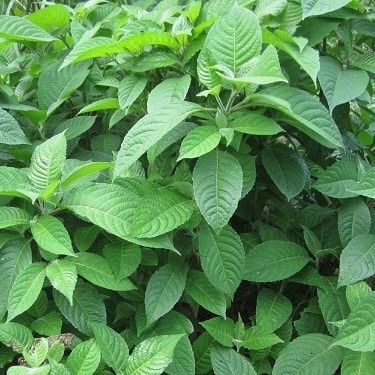 30 cây chè khổng lồ(chè đại)