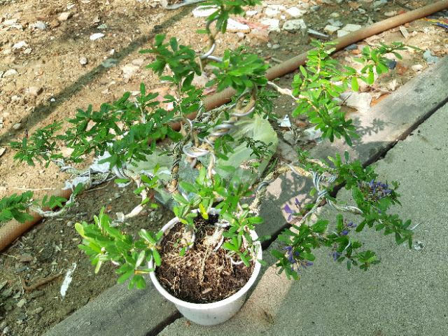 Linh Sam bonsai mini ( để bàn )
