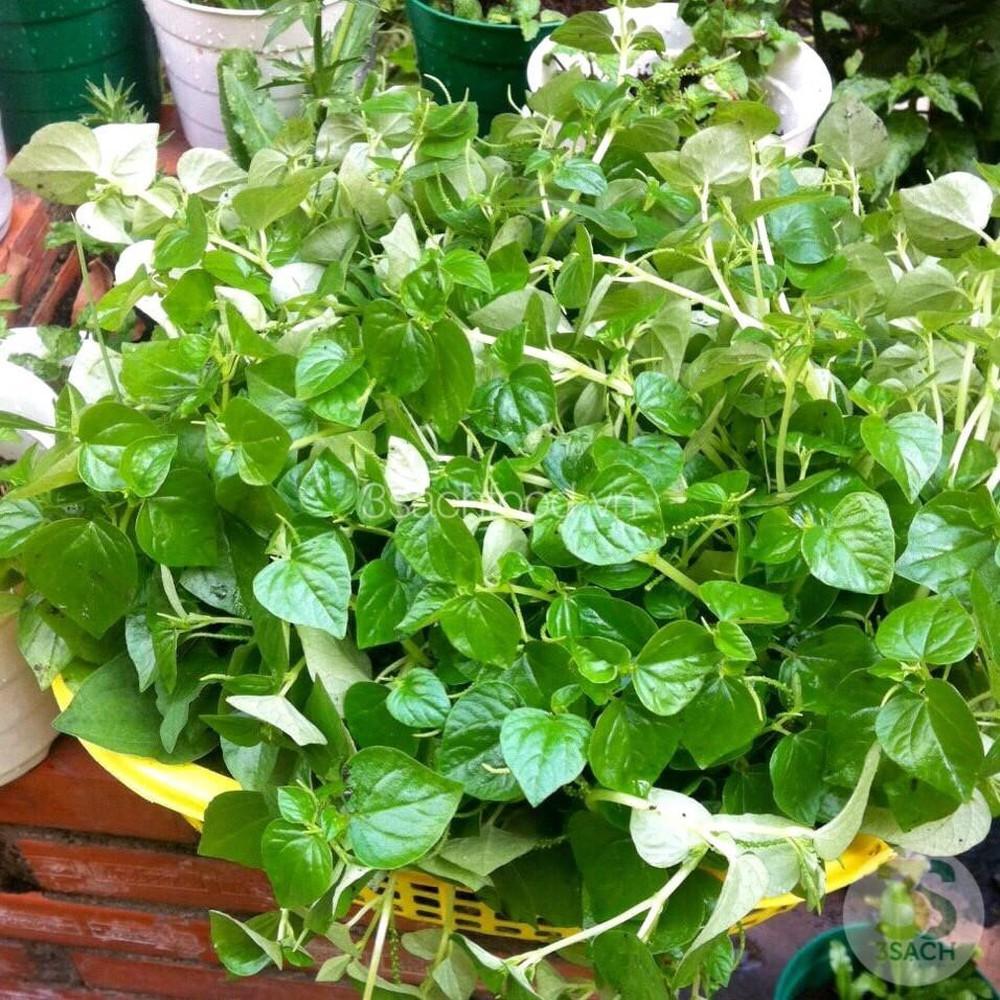 Hạt Giống Rau Càng Cua Giòn Ngon