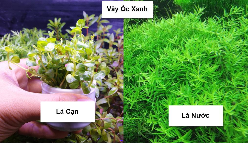 [Hoàn Tiền 10%] Cẩy Thủy Sinh: Vảy Ốc Xanh Hà Cối