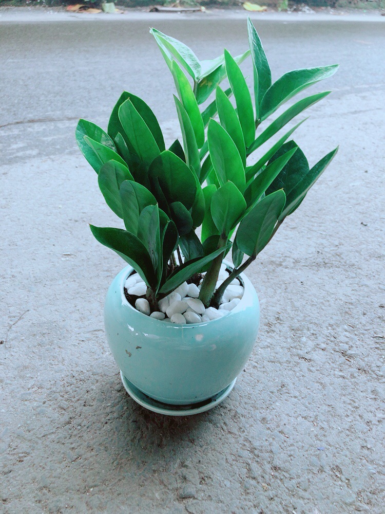 Chậu Kim Tiền Thái