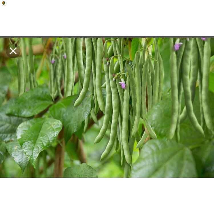 Hạt đậu Cove hạt đen dạng leo - gói 20 gram