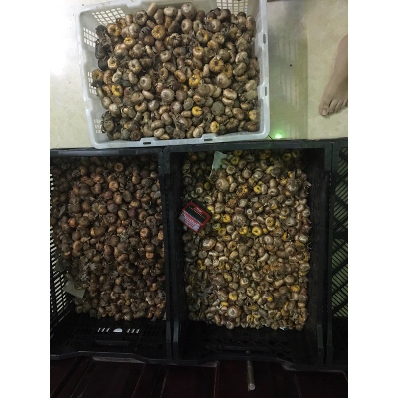 Củ Giống Hoa Lay Ơn Xanh