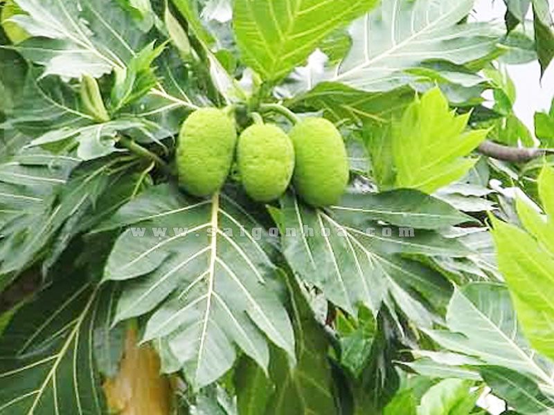 cây sakê giống (cây bánh mỳ)