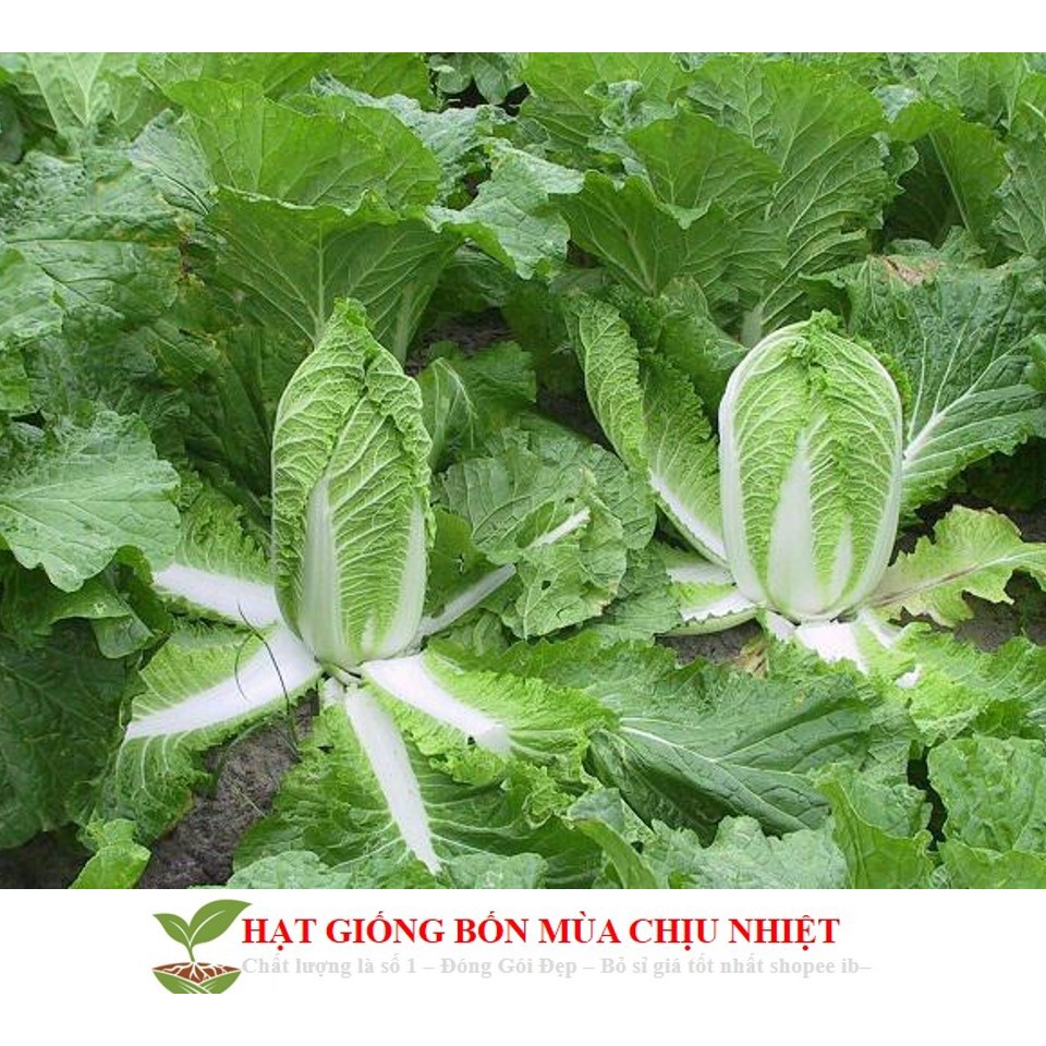 MA29F GÓI 50 HẠT GIỐNG CẢI THẢO
