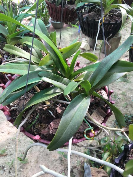 Hoa lan Giáng hương quế nâu