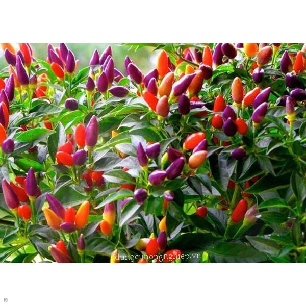 HẠT GIỐNG ỚT NGŨ SẮC gói 0,2gram