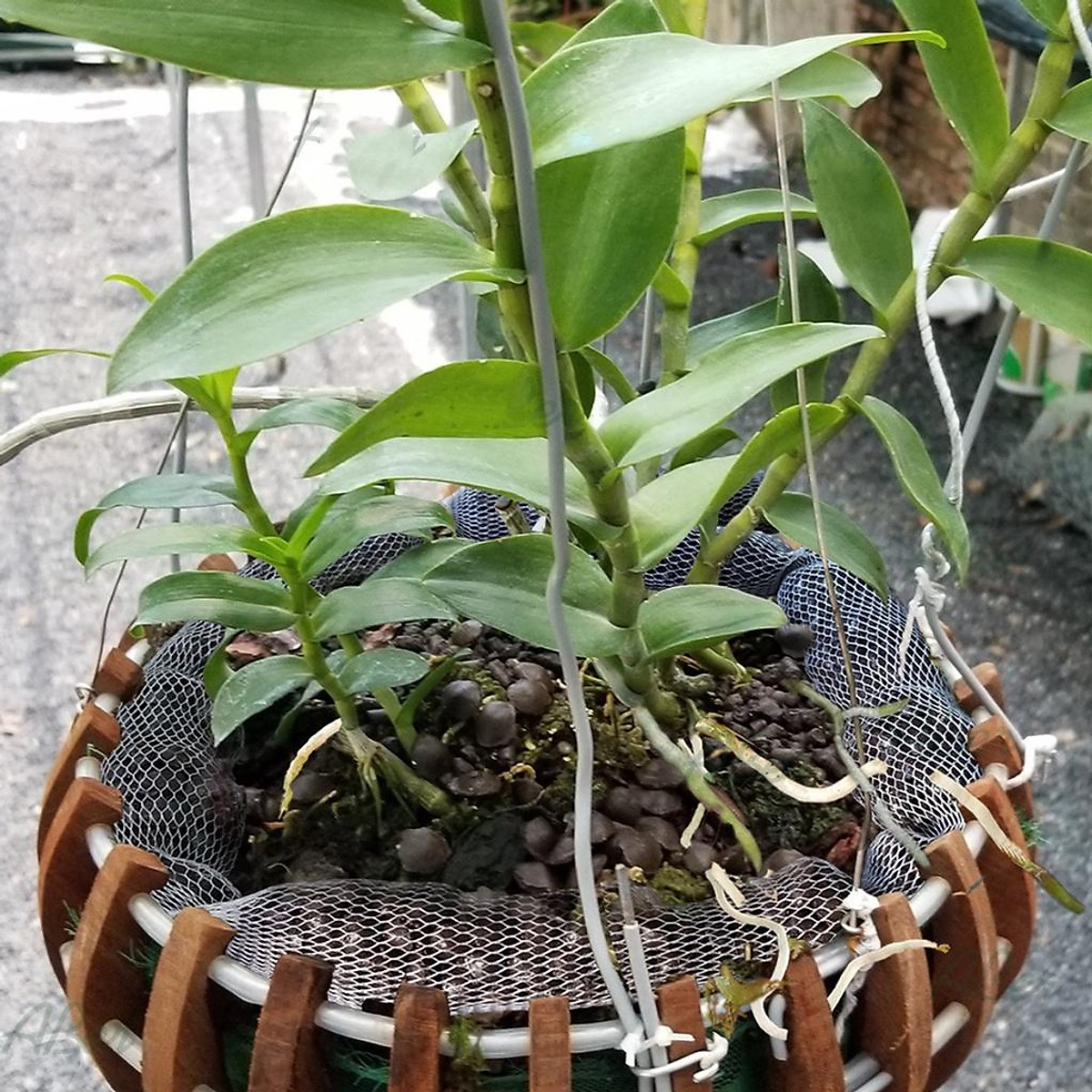Phân dê túi lưới bón cho lan dài 20cm đã qua xử lý