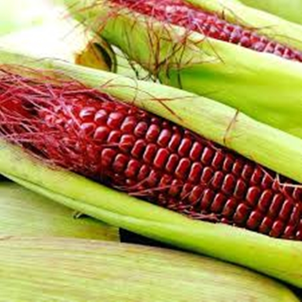 Hạt Giống Bắp Nữ Hoàng Đỏ - Ngô Ngọt Đỏ. Túi 30 Hạt Cao Cấp - Chuẩn Giống .